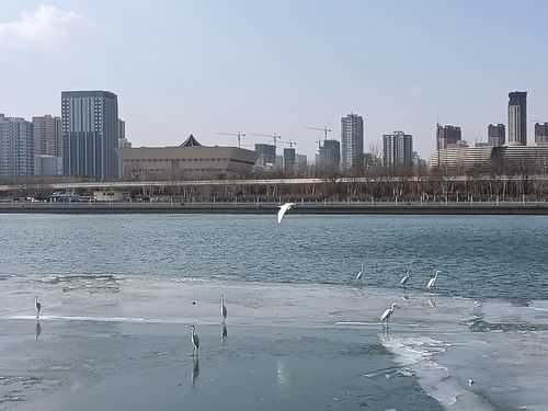 青岛农业大学社会实践团 邂逅一场关于汾河的浪漫